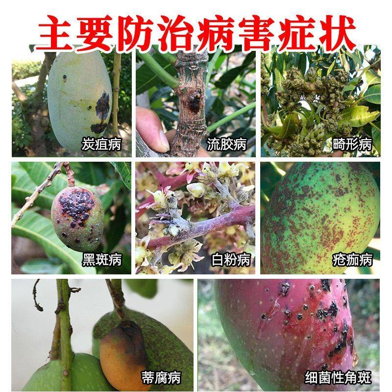 芒果树叶病细菌杀菌药病毒病病灰霉病早晚疫病果树病害全杀