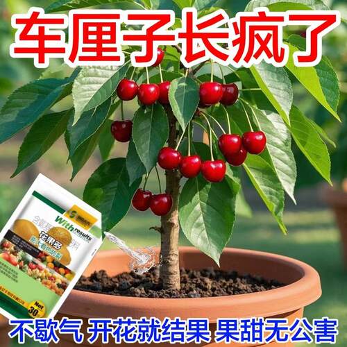 车厘子营养液促花促果防黄叶促发芽专用家用生长期挂果增甜水溶肥