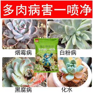 多肉烂根专用杀菌剂叶子黑腐化水掉叶白粉烟煤病百菌清