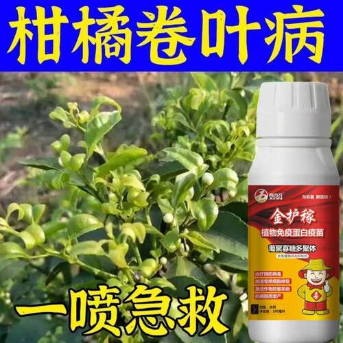【急救卷叶】柑橘卷叶专用药严重卷叶黄叶黄化病果树柑橘桔树通用
