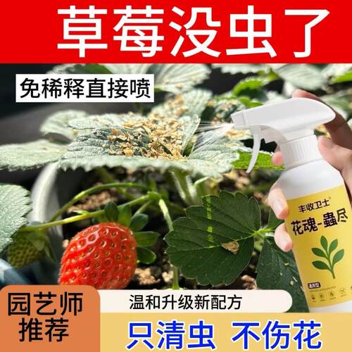 草莓杀虫剂除虫专用打虫药苗驱虫蚜虫红蜘蛛白蜘蛛高效虫害