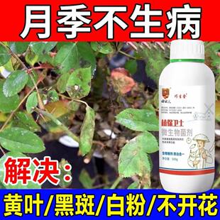 月季花病害专用月季枯枝病白粉病新芽干枯萎焉黄叶不生长抗病杀菌