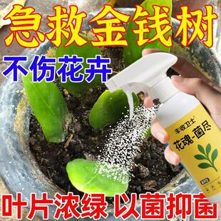 拯救金钱树】叶片发黑发黄干枯茎腐烂根黑斑促进生长补充营养杀菌