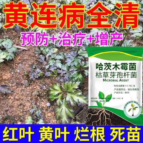 黄连病害清黄连专用药黄连病红叶黄叶黑叶死苗烂根专用微生物菌剂
