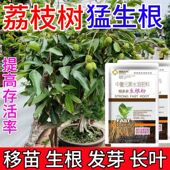 荔枝强效生根粉大树移栽速效生根剂果树扦插壮苗肥料发根快效果好