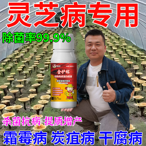灵芝病专用防霉剂灵芝青霉绿霉枯萎畸形病灵芝专用无病菌杀菌剂