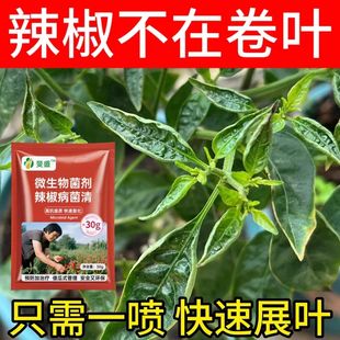 辣椒病毒病专用药卷叶病药黄叶炭疽病杀菌剂病毒克星辣椒病全治