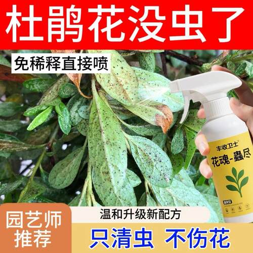 杜鹃花杀虫专用药花生虫长虫驱虫除虫虫害用药蚜虫介壳红蜘蛛