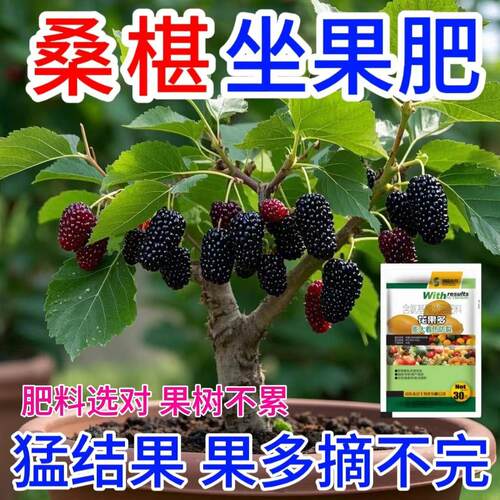 桑椹营养液促花促果防黄叶促发芽专用肥家用生长期挂果增甜水溶肥