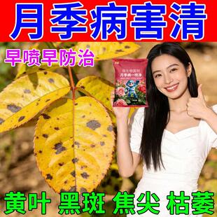 月季花病害专用月季枯枝病白粉病新芽干枯萎焉黄叶不生长抗病杀菌