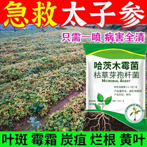 太子参防病药病全治太子参病毒病快速杀菌剂花叶缩叶死苗烂根叶斑