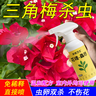 三角梅杀虫剂专用药除虫长虫蚜虫驱虫用药梅生去虫子虫害叶子虫药