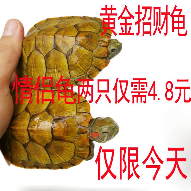 黄金龟小乌龟活物乌龟活体小宠龟长寿龟宠物观赏龟情侣龟巴西龟苗