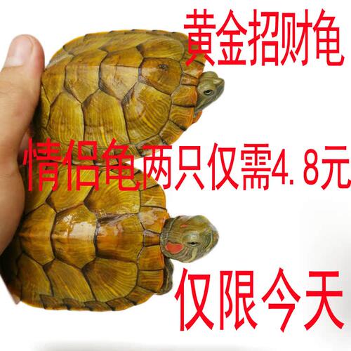 巴西龟苗活体小宠观赏长寿黄金龟