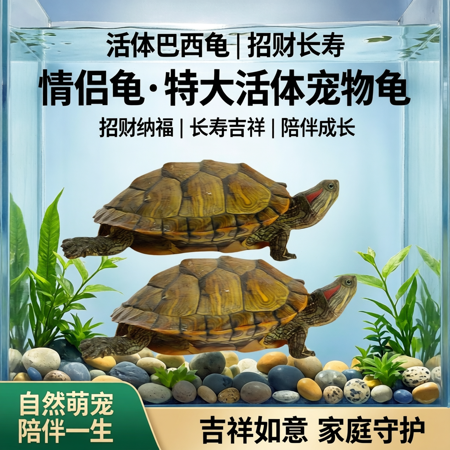 一对情侣龟巴西龟小乌龟活体特大宠物龟招财龟小宠长寿龟乌龟活物