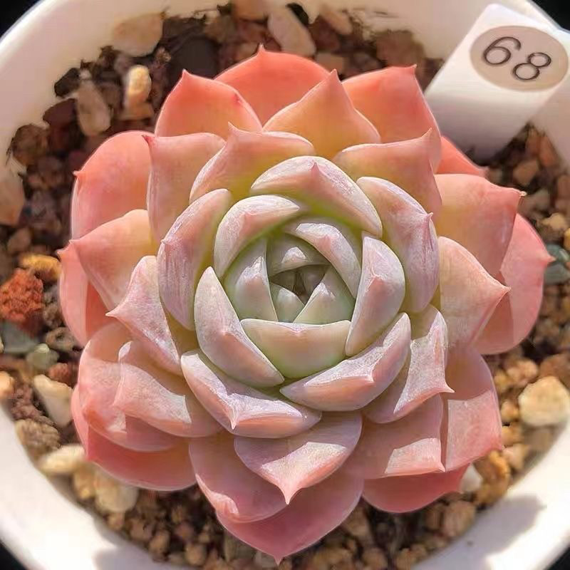 纯爱白女王玫瑰杂多肉植物盆栽稀有贵货办公桌室内高档麦秆肉肉