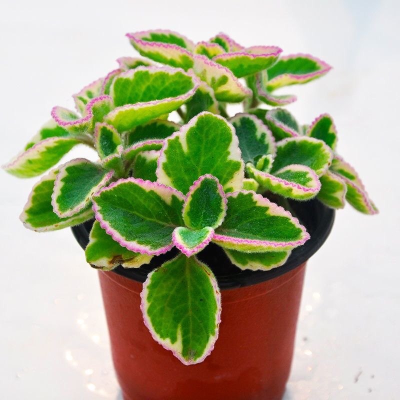 碰碰香锦多肉盆栽苗一抹香驱蚊迷迭香物水培薄荷老桩香味绿植阳台,鲜花速递/花卉仿真/绿植园艺,绿植,淘宝优惠券,粉丝福利购,淘宝优惠卷