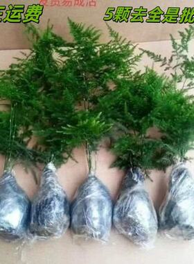 文竹盆栽植物室内办公室绿植花卉盆栽盆景四季常青小盆栽