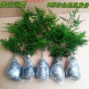 文竹盆栽植物室内办公室绿植花卉盆栽盆景四季常青小盆栽