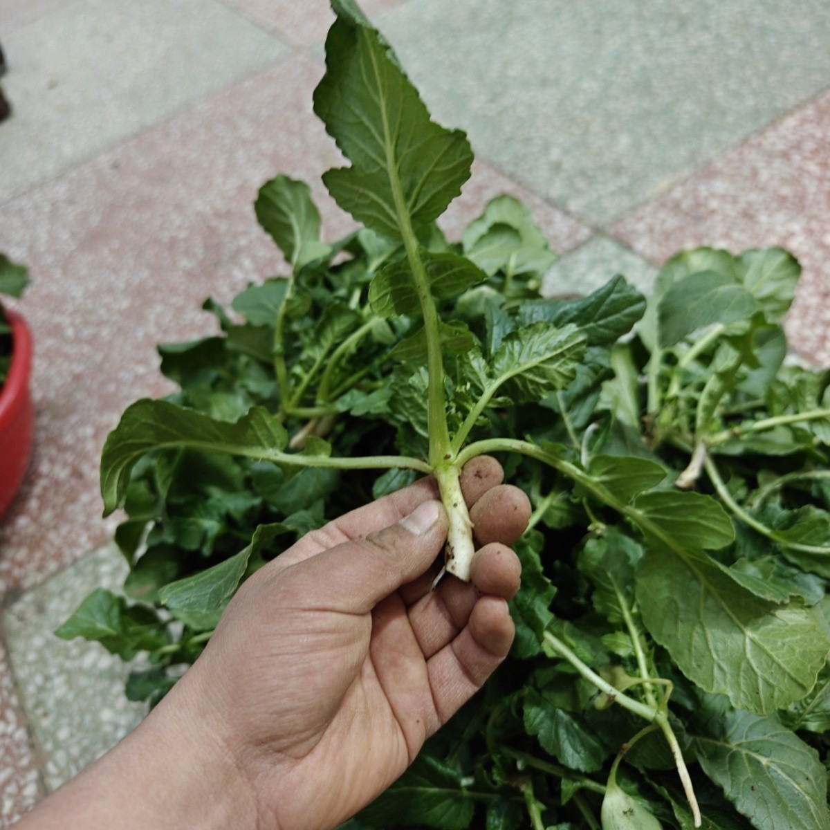 新鲜萝卜菜小萝卜缨萝卜叶苗韩式泡菜五行汤食材基地规模化种植