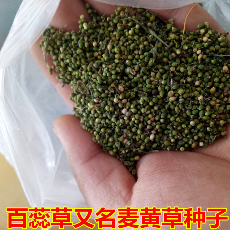 百蕊草种子 青龙草 百乳草小草细须草 麦黄草种500粒