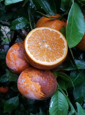 广西武鸣乌柑新鲜大果非洲黑柑丑沃柑橘子现采现摘当季黑色水果