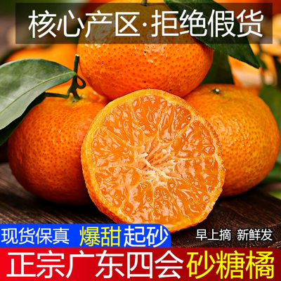 广东正宗四会砂糖橘沙糖桔子纯甜水果新鲜当季时令现摘整箱非广西
