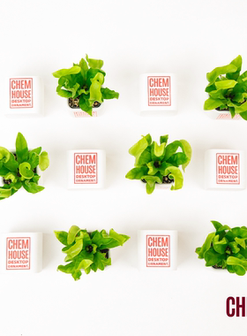 CHEM植物盒子室内桌面植物盆栽办公室小绿植带盆栽好火焰鸟巢蕨