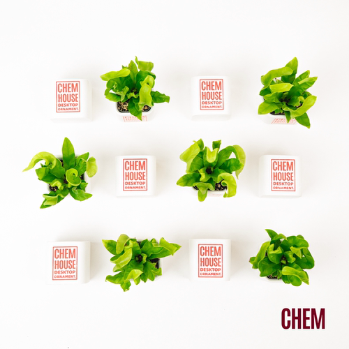 桌面植物盆栽室内办公室小绿植