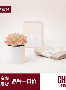 CHEM植物盒子桌面办公室居家室内好养多肉迷你小盆栽玉露带盆栽好