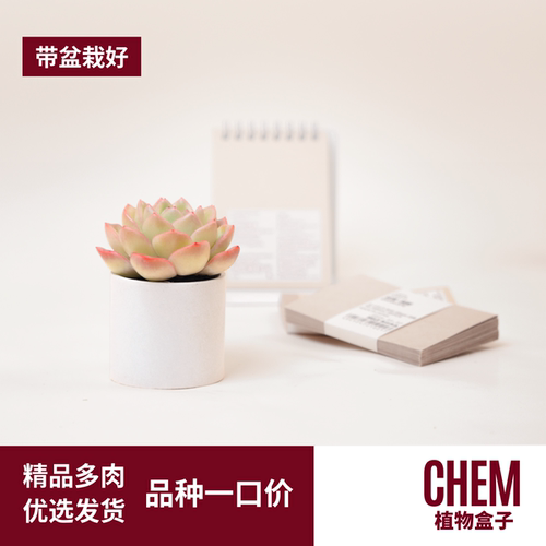 多肉迷你盆栽教师节日活动小礼品