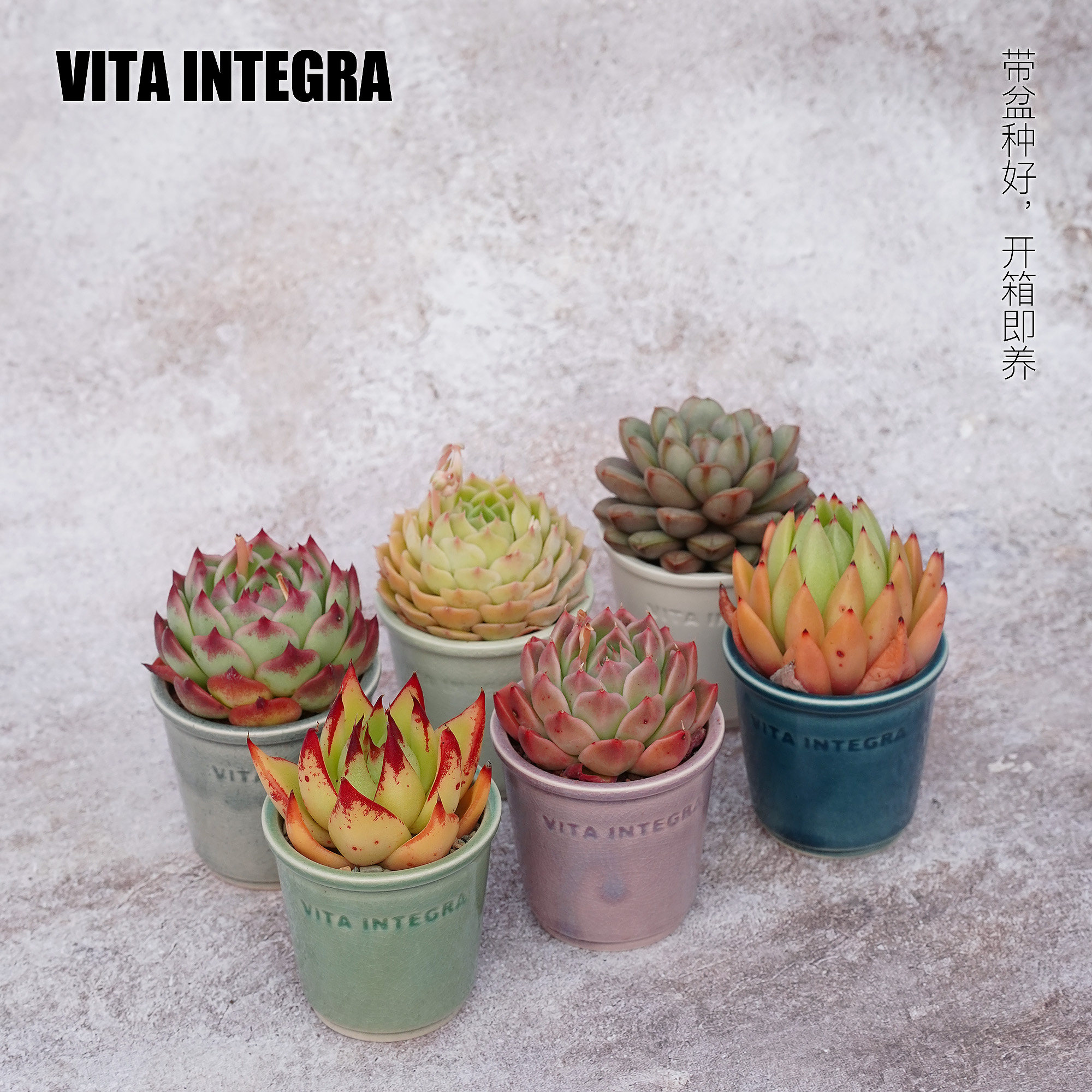 CHEM植物盒子桌面室内植物多肉带盆栽好迷你办公室小盆栽定制礼品 - 植物盒子出品