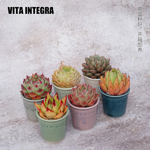 CHEM植物盒子桌面室内植物多肉带盆栽好迷你办公室小盆栽定制礼品