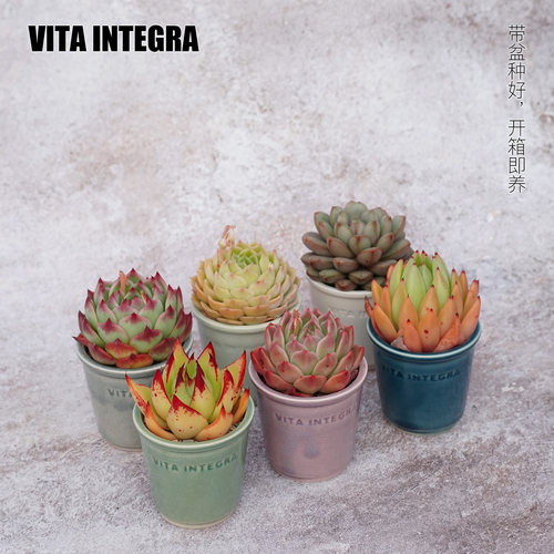 CHEM植物盒子桌面室内植物多肉带盆栽好迷你办公室小盆栽定制礼品