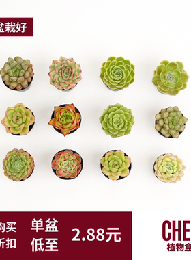 CHEM植物盒子多肉植物新手组合盆栽带盆栽好发货品种多肉迷你小盆
