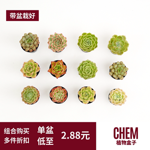 CHEM植物盒子多肉盆栽