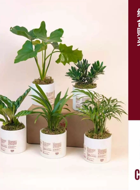 CHEM植物盒子桌面小绿植带盆栽好室内居家摆件春羽常春藤袖珍椰子