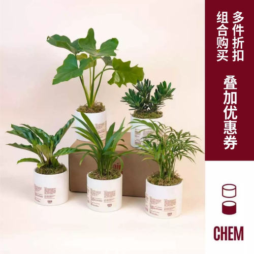 CHEM植物盒子桌面小绿植带盆栽好室内居家摆件春羽常春藤袖珍椰子