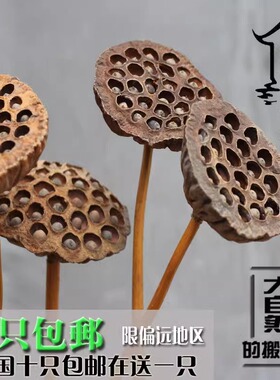 莲蓬干花真花风干天然