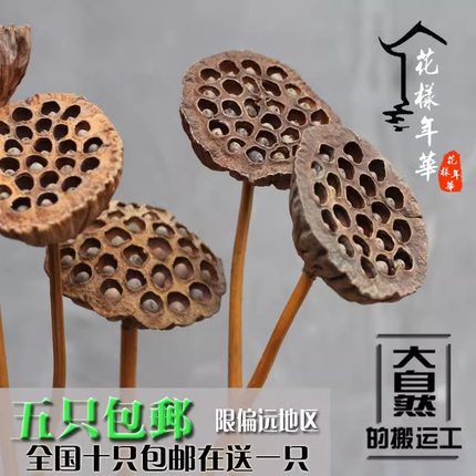 莲蓬干花真花风干天然真杆荷叶花束荷花莲藕客厅摆设禅意装饰摆件
