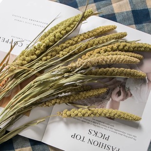 小米穗干花花束客厅摆设真花风干天然高级感芦苇麦穗永生装 饰摆件