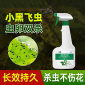 小黑飞杀虫剂通用药速杀花盆里 小飞虫杀花卉植物去除黑飞虫喷剂