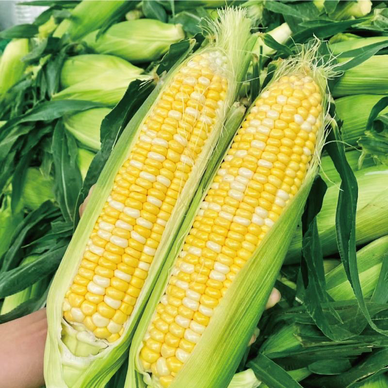 玉米鲜玉米水果玉米 农家种植 每天现摘新鲜水果玉米 嫩玉米 包甜