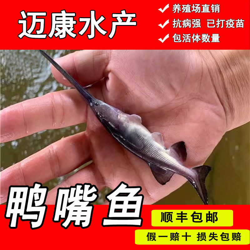鸭嘴鱼苗幼苗活鱼淡水养殖可食用扁嘴鱼鲟鱼鱼苗活体【顺丰包邮】,宠物/宠物食品及用品,鱼,淘宝优惠券,粉丝福利购,淘宝优惠卷