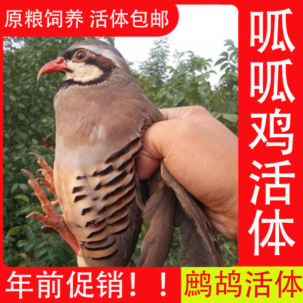 精品观赏宠物鹧鸪呱呱鸡嘎啦鸡咕咕鸡活体包活包邮到家