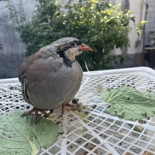 精选网红宠物鸡鹧鸪呱呱鸡咕咕鸡可下蛋可观赏可食用顺丰发货到家