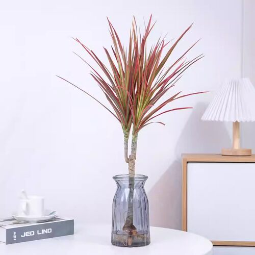 网红七彩铁千年木大型绿植客厅庭院造景绿植室内绿植高档落地绿植