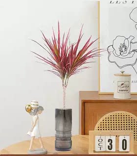 千年木老桩绿植大型植物盆栽造景室内客厅好养多头七彩马尾铁