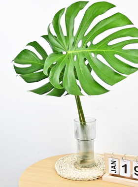 水培植物龟背竹盆栽老桩四季常青大叶室内观叶桌面绿植