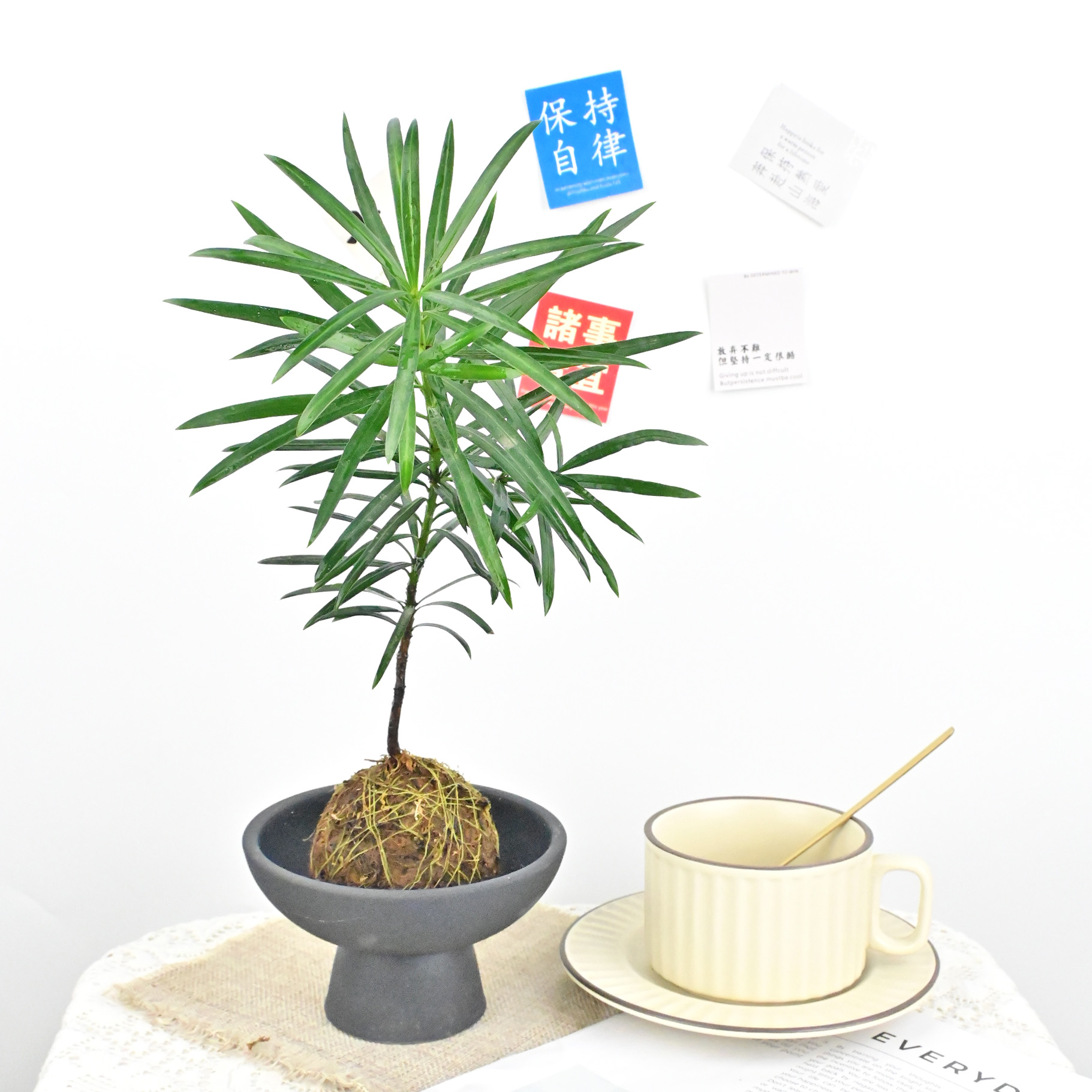 苔藓球罗汉松土培植物桌面小盆栽办公室内绿植净化空气好养